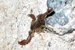 skorpion
