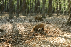 2012-05 Lucień