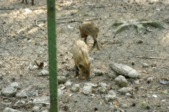 SONY DSC