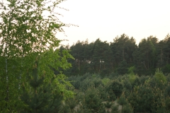 SONY DSC